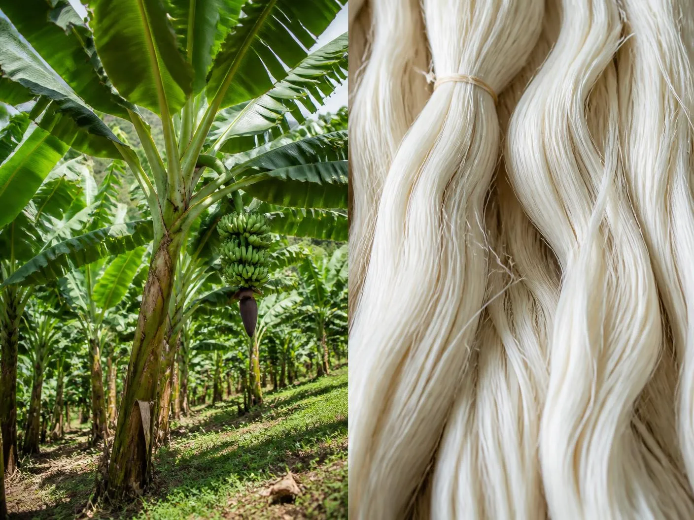 Banana stem fiber